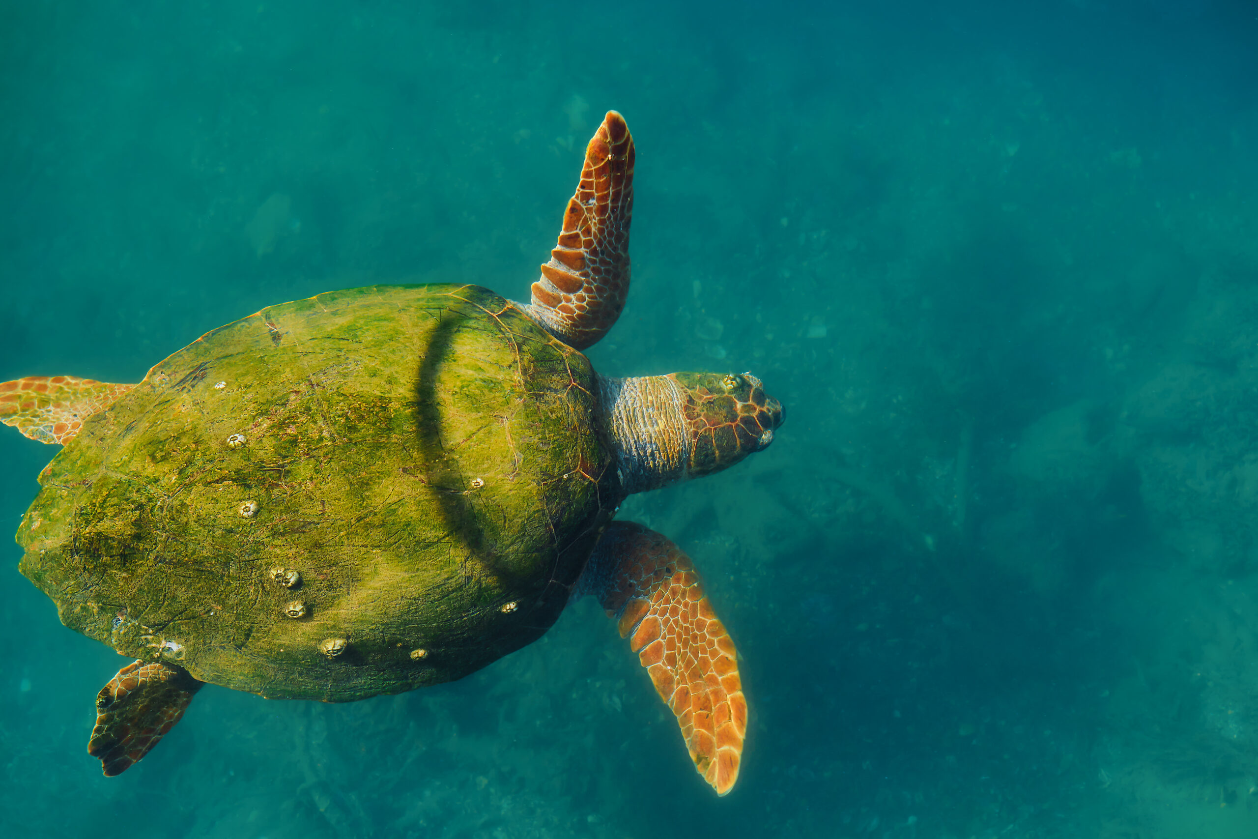 a green sea turtle covered in algae swims underwater